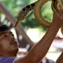 Ядовитые Змеи Тайланда