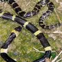 Ядовитые змеи тайланда