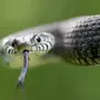 Голова змеи
