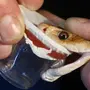 Зубы змеи