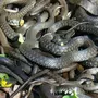 Много змей