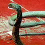Змеи Тайланда