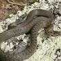 Змеи краснодарского края