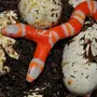 Яйца Змей