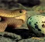 Яйца Змей