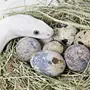Яйца змей