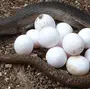 Яйца змей