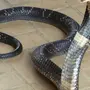 Змеи ставропольского края с названиями