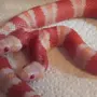 Молочная змея