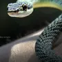 Летающая змея
