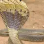 Змеи