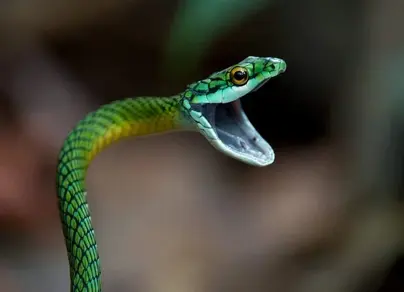 Змея для детей