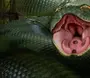 Змея Для Детей