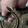 Укус змеи