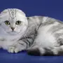 Вислоухие кошки породы