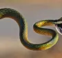 Посмотреть змей