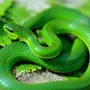 Зеленая змея