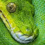 Зеленая Змея