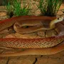 Змеи Австралии