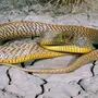 Змеи австралии
