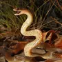 Змеи австралии