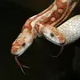Двухголовая змея