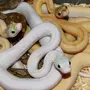 Клубок Змей