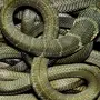 Клубок змей