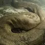 Самая большая змея в мире