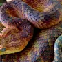 Красивые Змеи