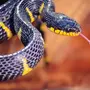 Красивые змеи