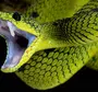 Фотографии со змеями