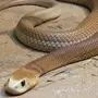 Тайпан змея