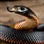 Фотки змей