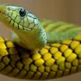Фотки змей
