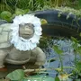 Черепаха тортилла
