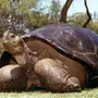 Большие черепахи
