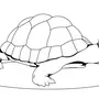 Черепаха Рисунок