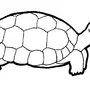 Категория Черепахи