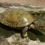 Болотная черепаха