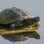 Болотная Черепаха