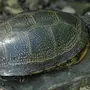 Болотная черепаха