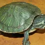 Черепаха домашняя