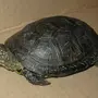 Черепаха Домашняя
