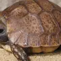 Черепаха домашняя