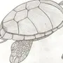 Картинки черепахи нарисованные