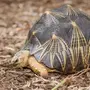 Клювогрудая черепаха