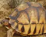 Клювогрудая черепаха