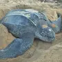 Кожистая черепаха с человеком