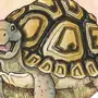 Черепаха Рисунок Сверху